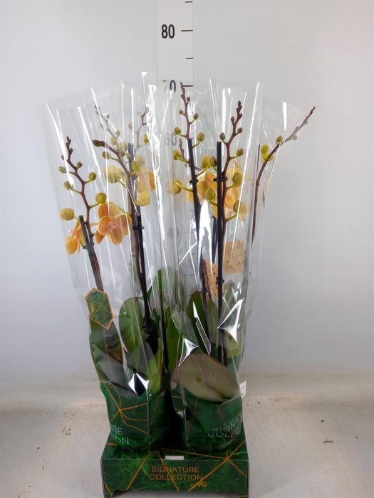 <h4>Phalaenopsis   ...yellow</h4>