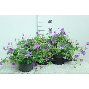Geranium Rozanne