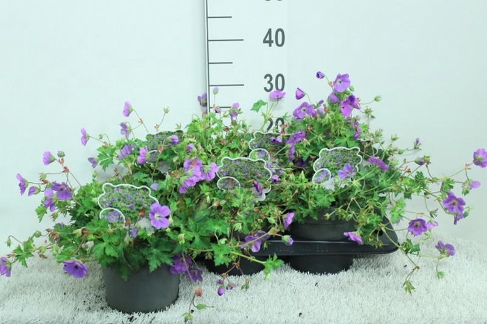 <h4>Geranium Rozanne</h4>