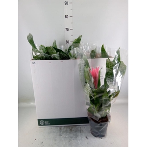 Aechmea fasciata 'Primera'