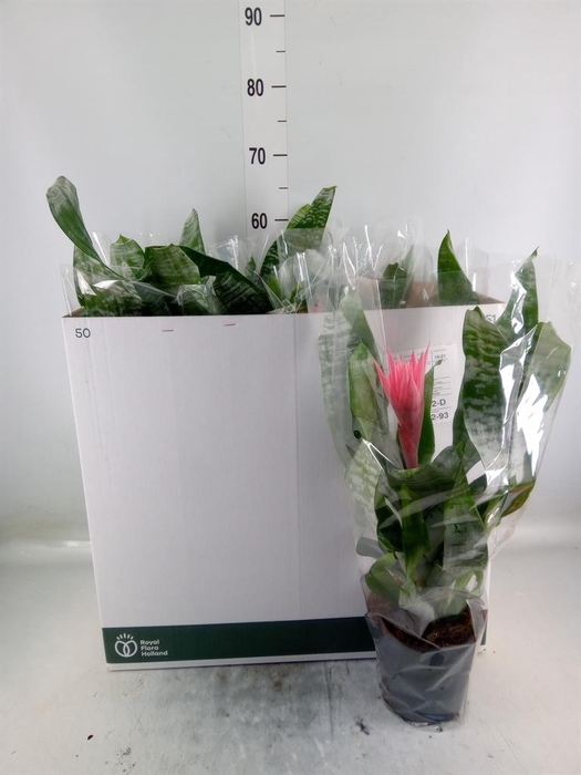 <h4>Aechmea fasciata 'Primera'</h4>