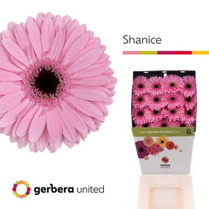 Gerbera Shanice Diamond