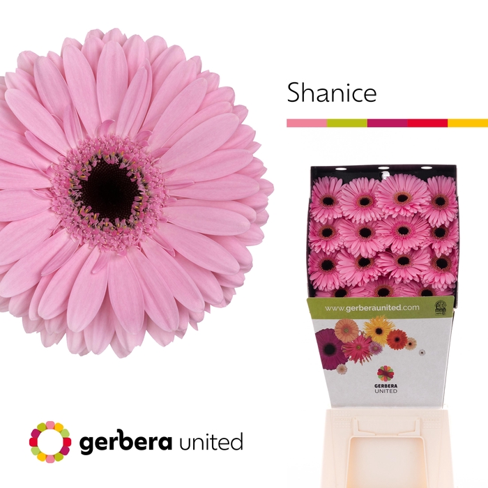 <h4>Gerbera Shanice Diamond</h4>