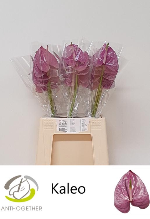 <h4>ANTH A KALEO 30 Water</h4>