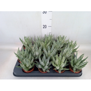 Aloe humilis
