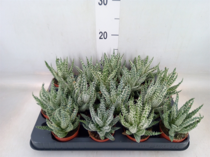 <h4>Aloe humilis</h4>