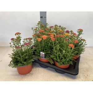 Achi Millefolium