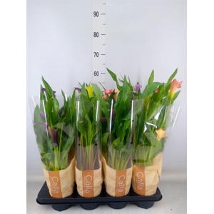 Zantedeschia   ...mix 5
