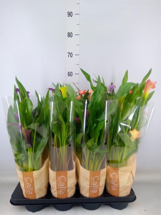 <h4>Zantedeschia   ...mix 5</h4>