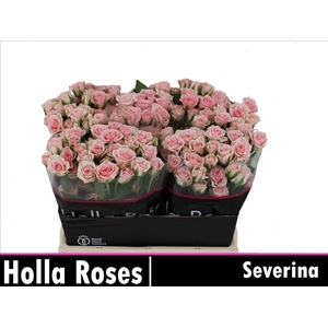 Rosa spray severina