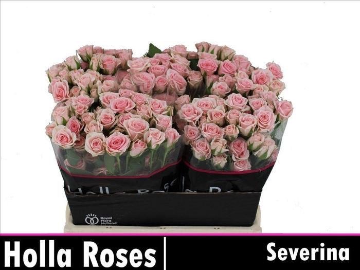 <h4>Rosa spray severina</h4>