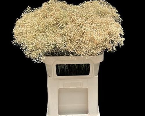 <h4>Gyps Klb Fine Apricot</h4>