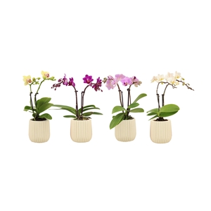 Ruby Vanilla Tiny Dolls Mix 2T10+ Aqu@