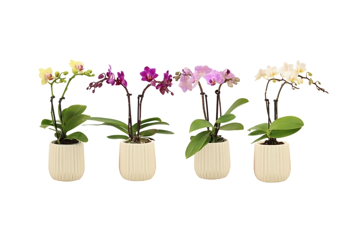 <h4>Ruby Vanilla Tiny Dolls Mix 2T10+ Aqu@</h4>