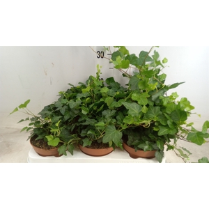 Hedera helix 'Wonder'
