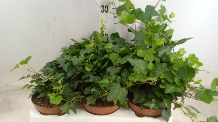 <h4>Hedera helix 'Wonder'</h4>