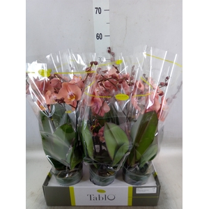 Phalaenopsis   ...rose