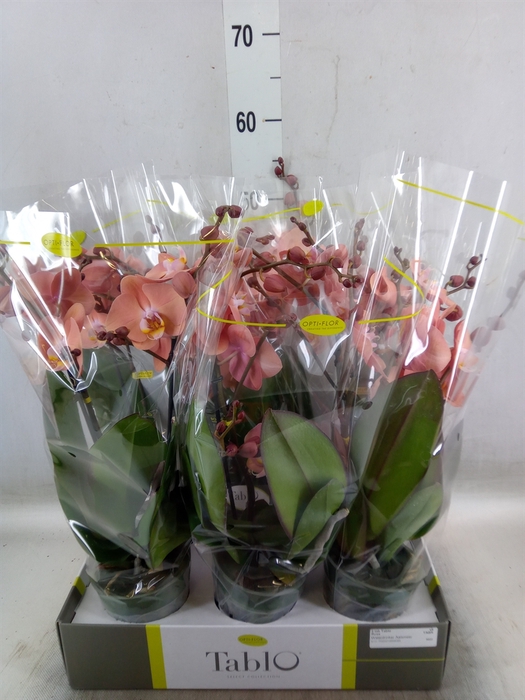 <h4>Phalaenopsis   ...rose</h4>