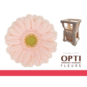 Germini Alix-Noor Water