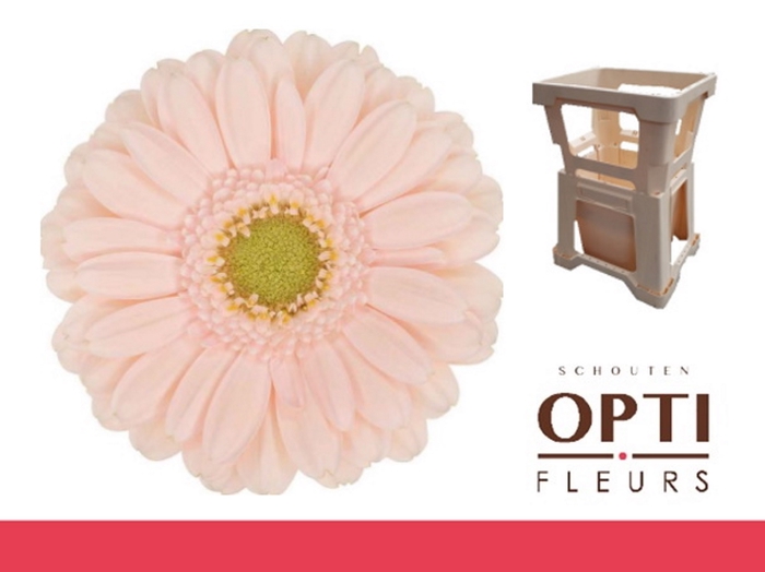 <h4>Germini Alix-Noor Water</h4>