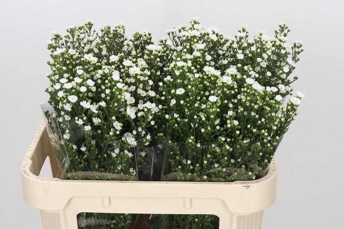<h4>Aster Paquita</h4>