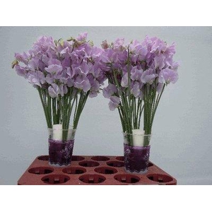 Lathyrus od lavender