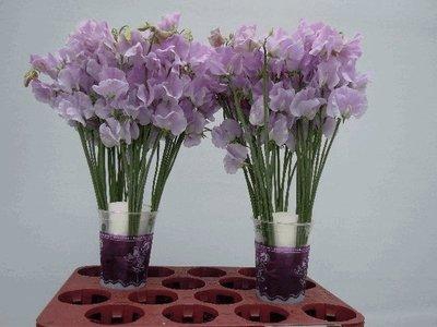 <h4>Lathyrus od lavender</h4>
