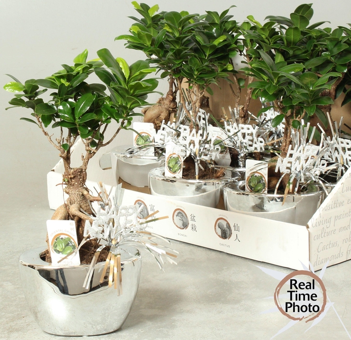 <h4>FIC MI GINSENG</h4>