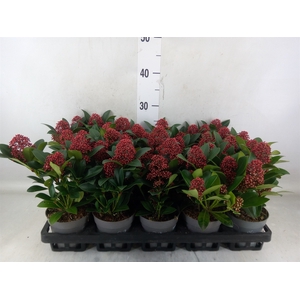Skimmia jap. 'Rubella'