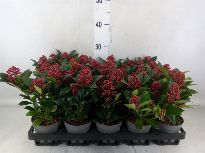 <h4>Skimmia jap. 'Rubella'</h4>