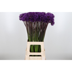 Allium Purper Sensation