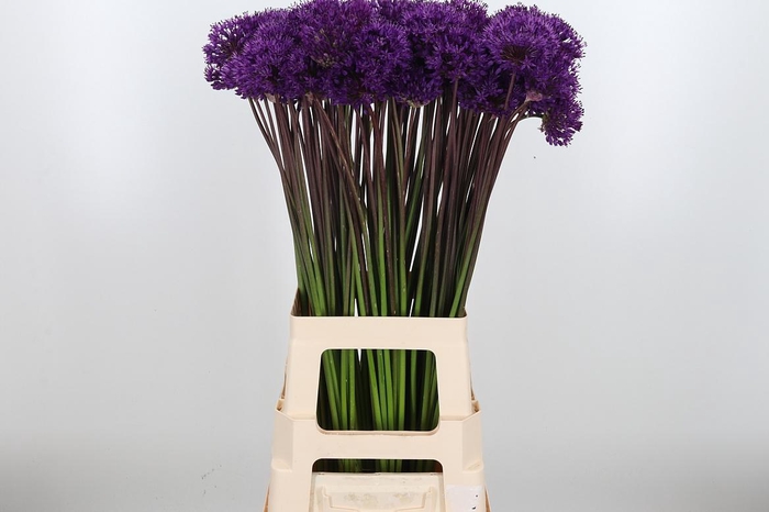 <h4>Allium Purper Sensation</h4>