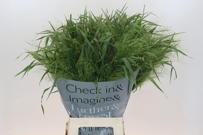 <h4>Panicum Fountain</h4>