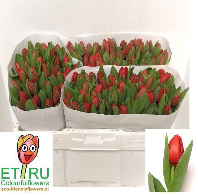 <h4>TU EN ESCAPE</h4>