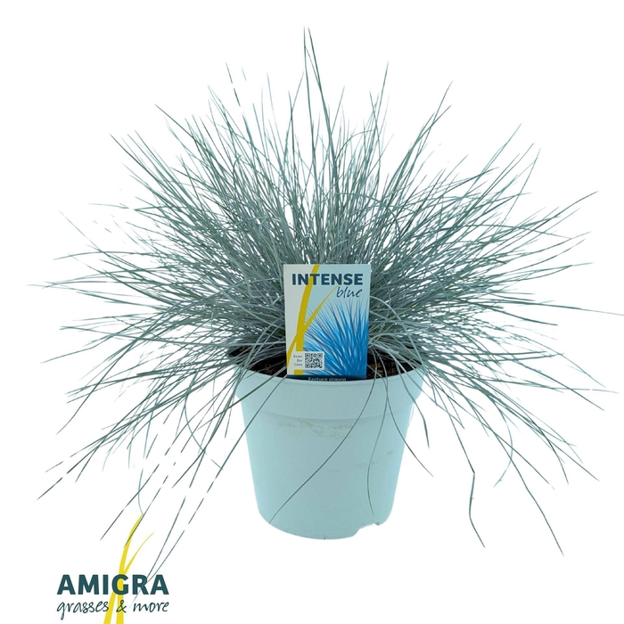 <h4>FESTUCA GLAUCA 'INTENS BLUE'</h4>