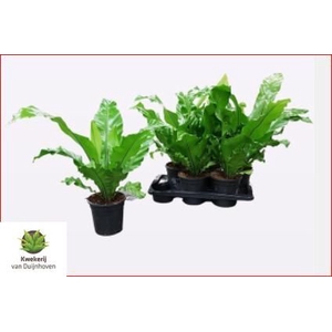Asplenium Nidus 17Ø 45cm