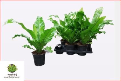 Asplenium Nidus 17Ø 45cm