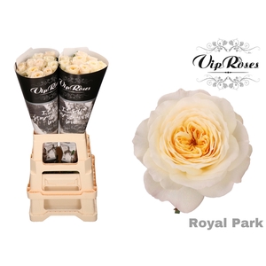 R GR ROYAL PARK x 20