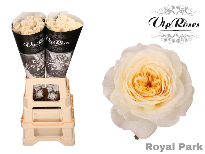 R GR ROYAL PARK x 20