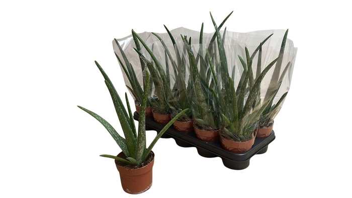 <h4>ALOE VERA</h4>