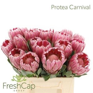 Protea Carnival