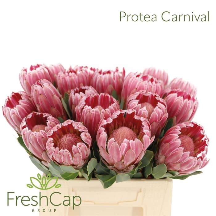 <h4>Protea Carnival</h4>