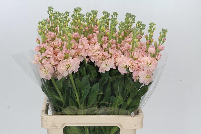 <h4>MATTH IRON APRICOT</h4>