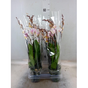 Phalaenopsis multi. 'Ant San Jose'