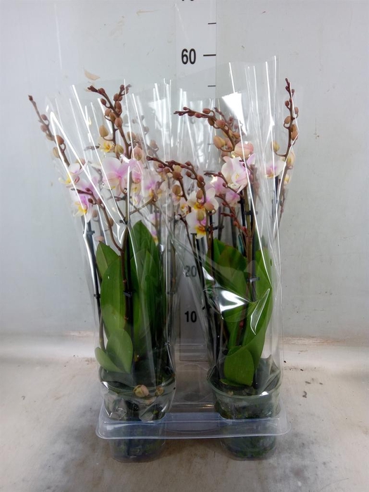 Phalaenopsis multi. 'Ant San Jose'