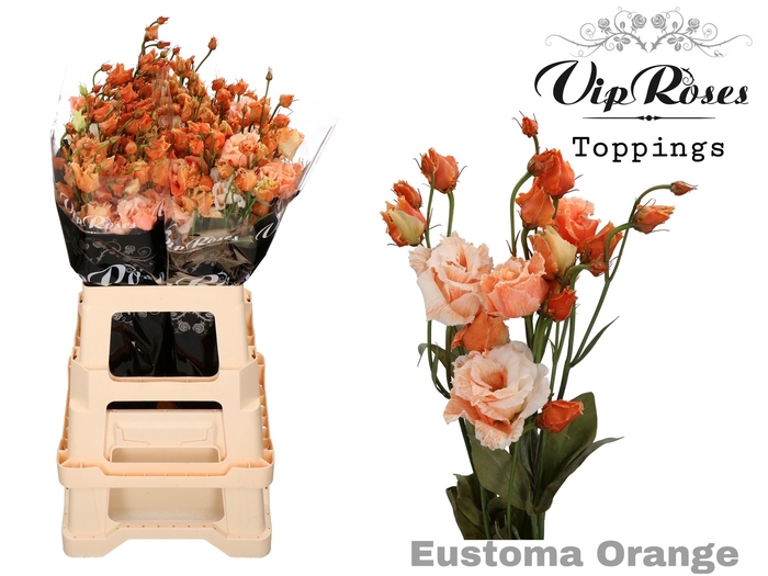 <h4>Eust G Alissa Overig Orange</h4>