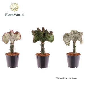 Euphorbia lactea 'Cristata' mix