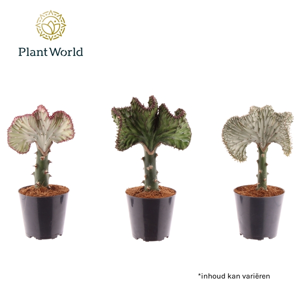 <h4>Euphorbia lactea 'Cristata' mix</h4>