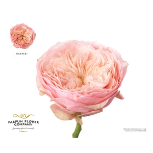Rosa Garden Harper