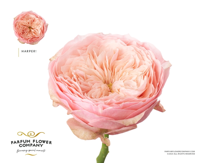 <h4>Rosa Garden Harper</h4>